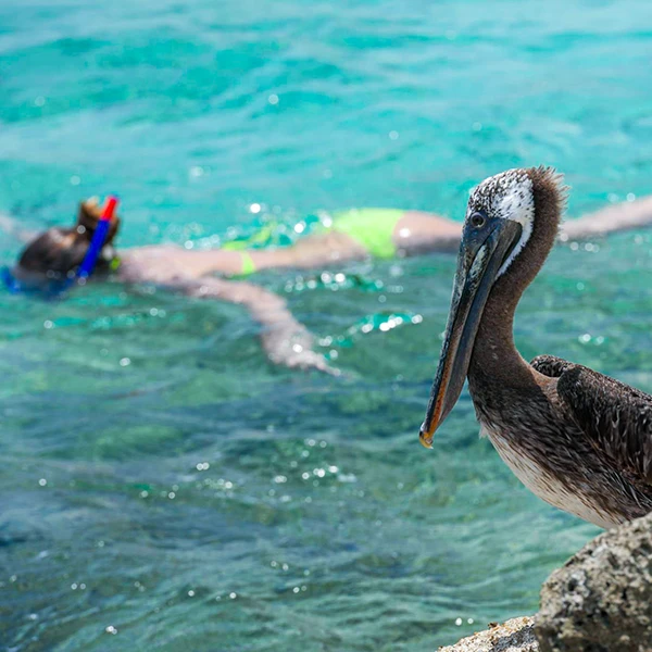Pelican Rock Snorkeling Tour