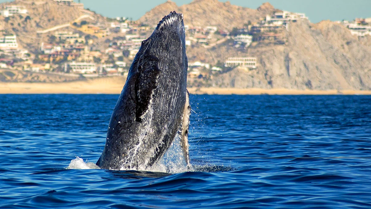 Best Time to Visit Cabo San Lucas to see the whales is winter